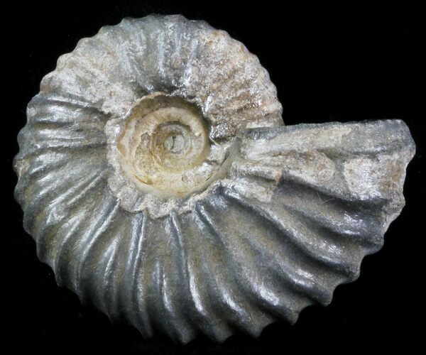 Acanthohoplites Ammonite Fossil - Caucasus, Russia #30081
